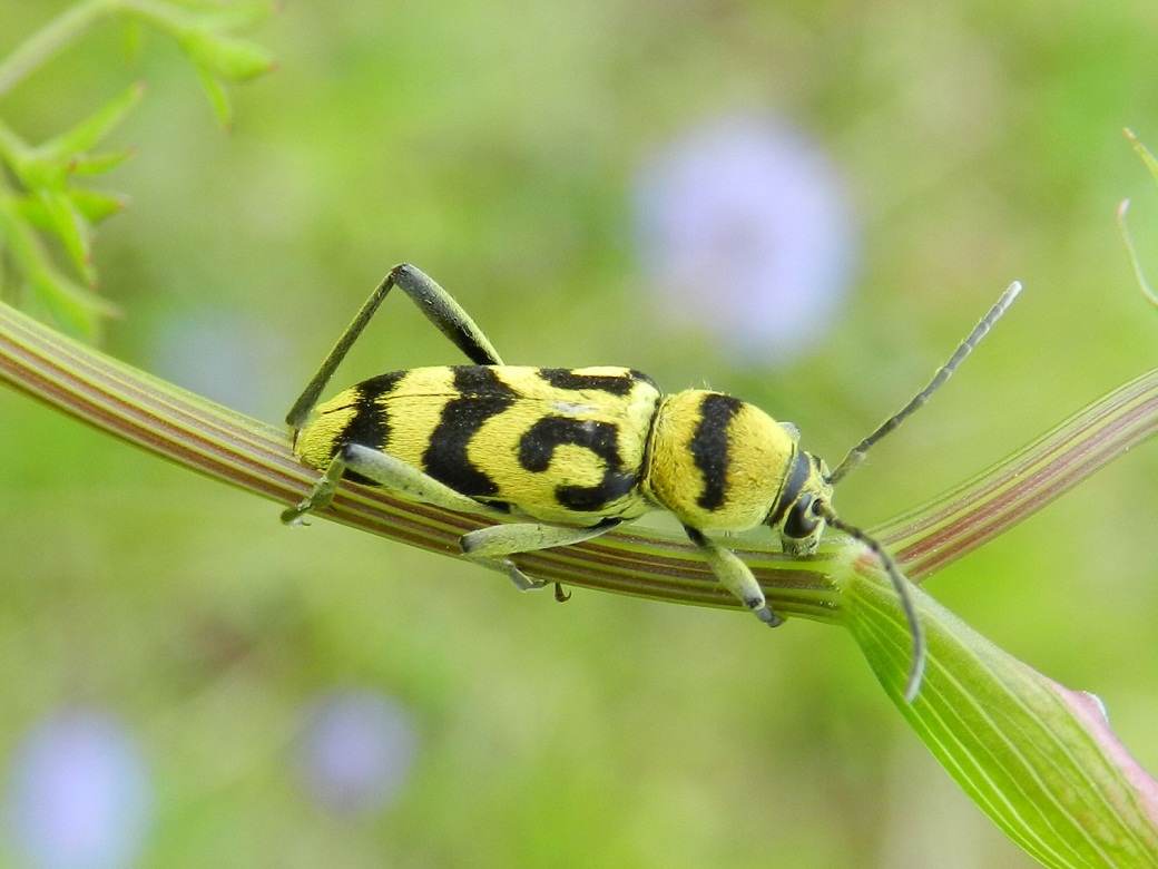 Chlorophorus varius (due colorazioni)